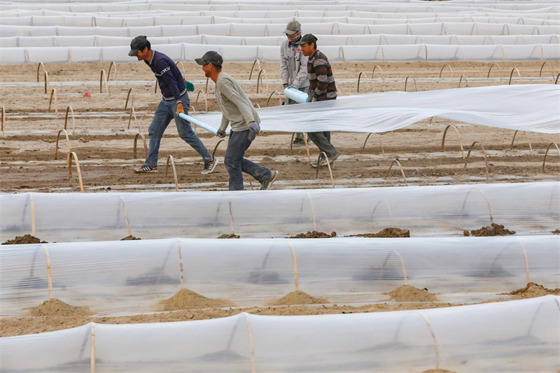 Xinjiang : la plantation de melons de Hami bat son plein
