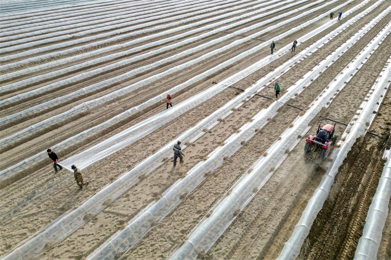 Xinjiang : la plantation de melons de Hami bat son plein