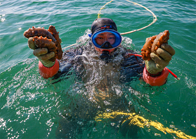 Shandong : la pleine saison de la pêche des holoturies sauvages a commencé à Rongcheng