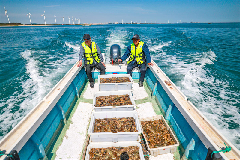 Shandong : la pleine saison de la pêche des holoturies sauvages a commencé à Rongcheng