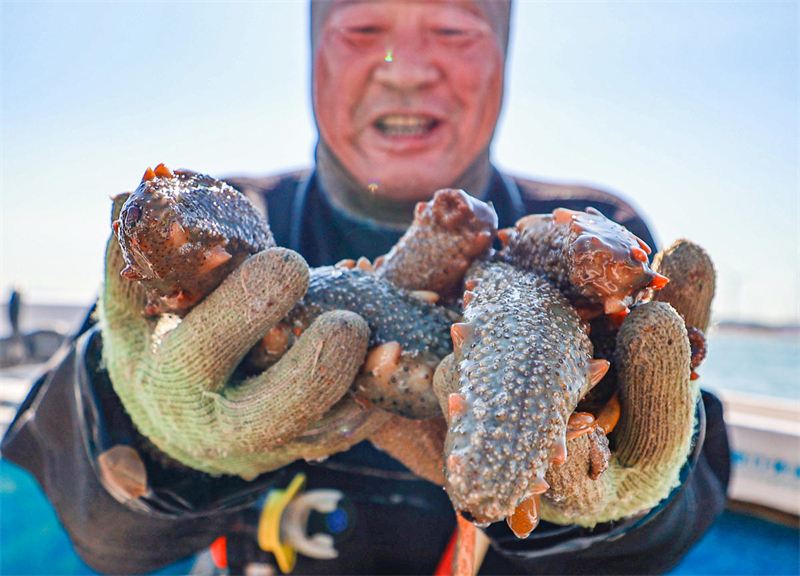 Shandong : la pleine saison de la pêche des holoturies sauvages a commencé à Rongcheng