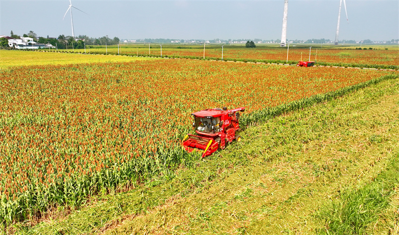 Jiangxi : une récolte abondante de sorgho rouge à Pengze