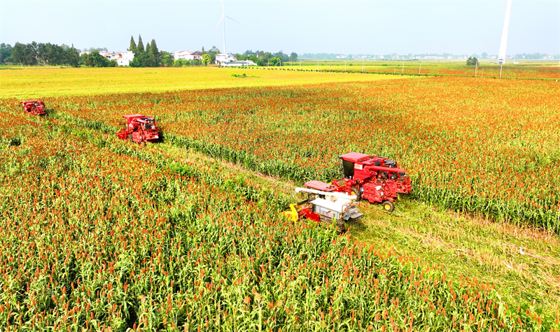 Jiangxi : une récolte abondante de sorgho rouge à Pengze