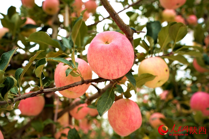 Shaanxi : les pommes couvrent les branches et les agriculteurs profitent d'une récolte abondante à Weinan