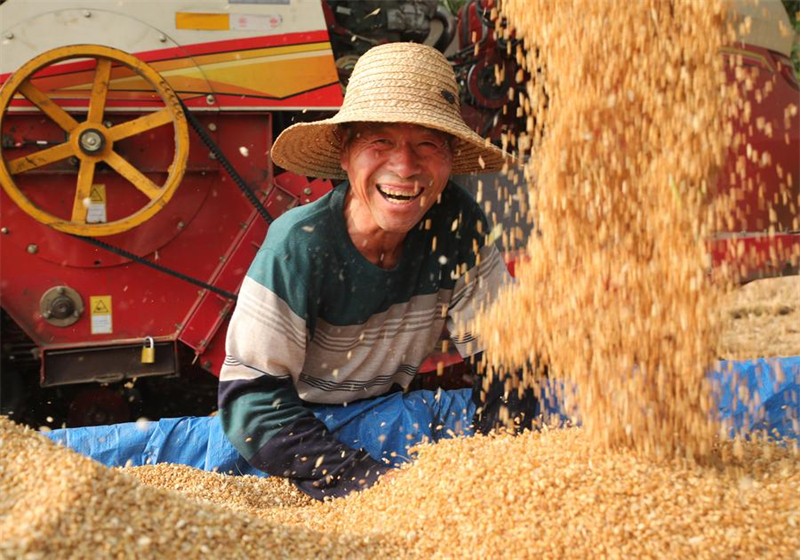 Un agriculteur récolte du blé dans les champs du village de Beidingzhuang dans le comté de Weishi, à Kaifeng, dans la province du Henan (centre de la Chine), le 26 mai 2024. (Photo / Xinhua)