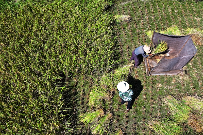 Hubei : du riz biologique cultivé au milieu des montagnes vertes et des eaux claires à Tongcheng