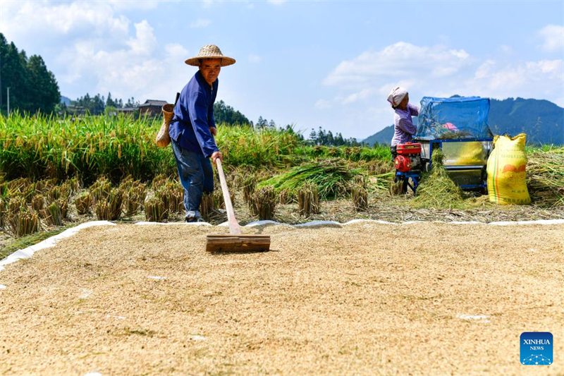 Guizhou : un diplômé universitaire se consacre à la recherche et à la protection des anciennes variétés de cultures à Liping