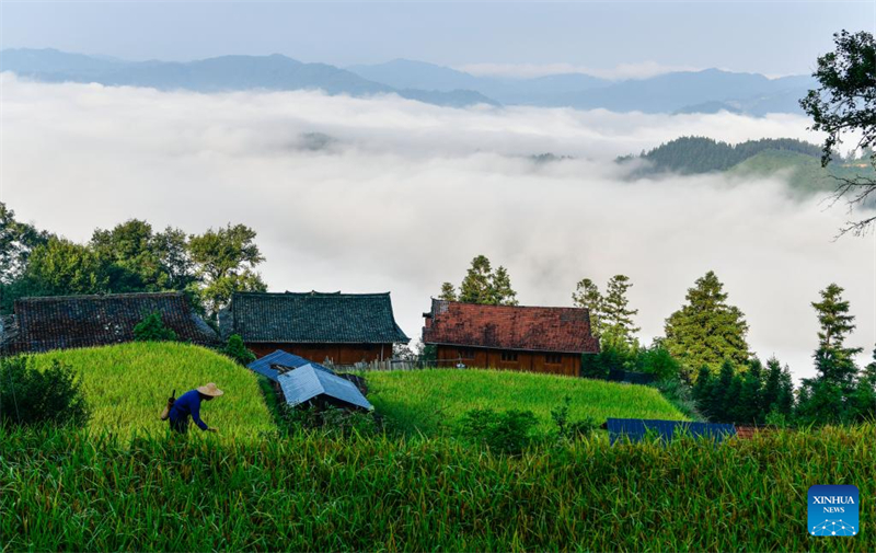 Guizhou : un diplômé universitaire se consacre à la recherche et à la protection des anciennes variétés de cultures à Liping