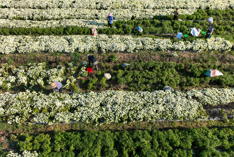 Anhui : la cueillette des chrysanthèmes bat son plein à Bozhou