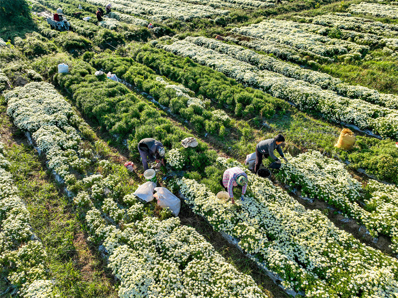 Anhui : la cueillette des chrysanthèmes bat son plein à Bozhou