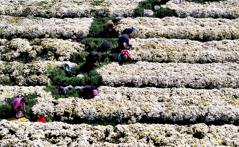 Anhui : la cueillette des chrysanthèmes bat son plein à Bozhou