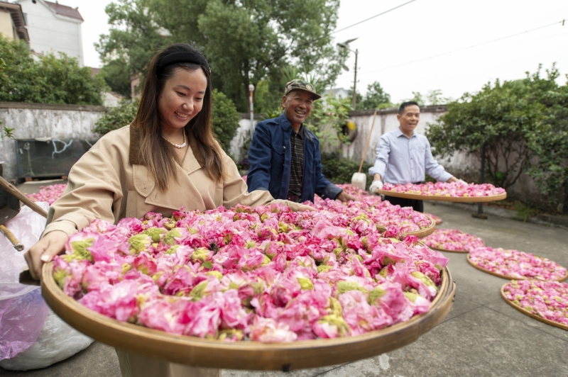 Zhejiang : à Lanxi, les hibiscus  contribuent à revitaliser la campagne