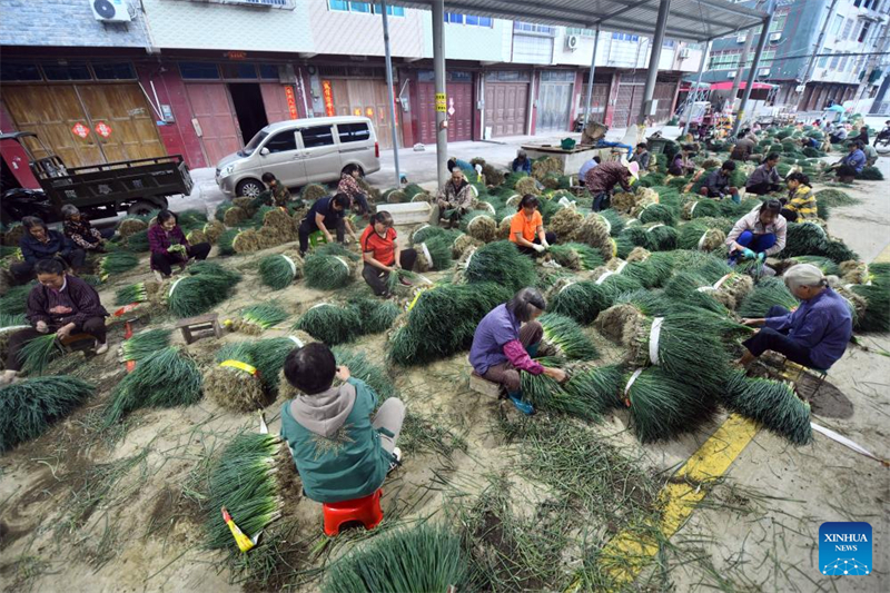 Guangxi : un village engagé dans la culture des oignons verts