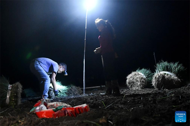 Guangxi : un village engagé dans la culture des oignons verts