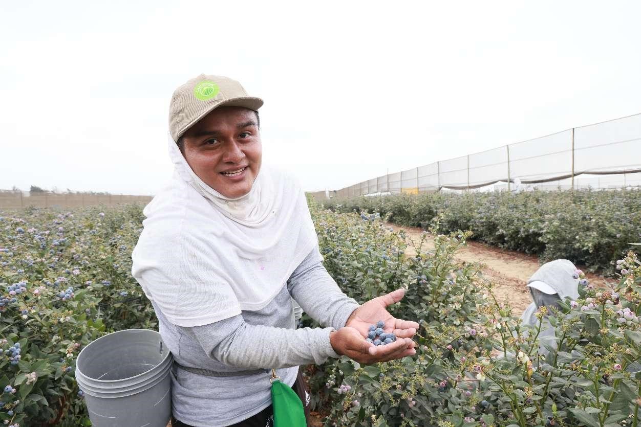 Une ouvrière agricole pose pour une photo avec des myrtilles qu'elle vient de récolter à Trujillo, au Pérou. (Yan Huan / Le Quotidien du Peuple)