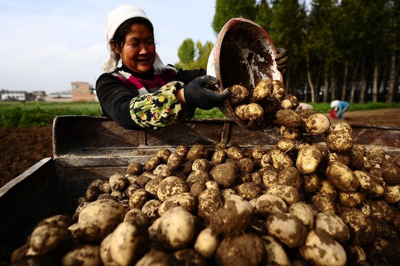 La Chine et le Pérou unissent leurs forces dans la sélection et la production de pommes de terre