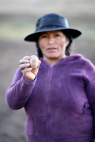 La Chine et le Pérou unissent leurs forces dans la sélection et la production de pommes de terre