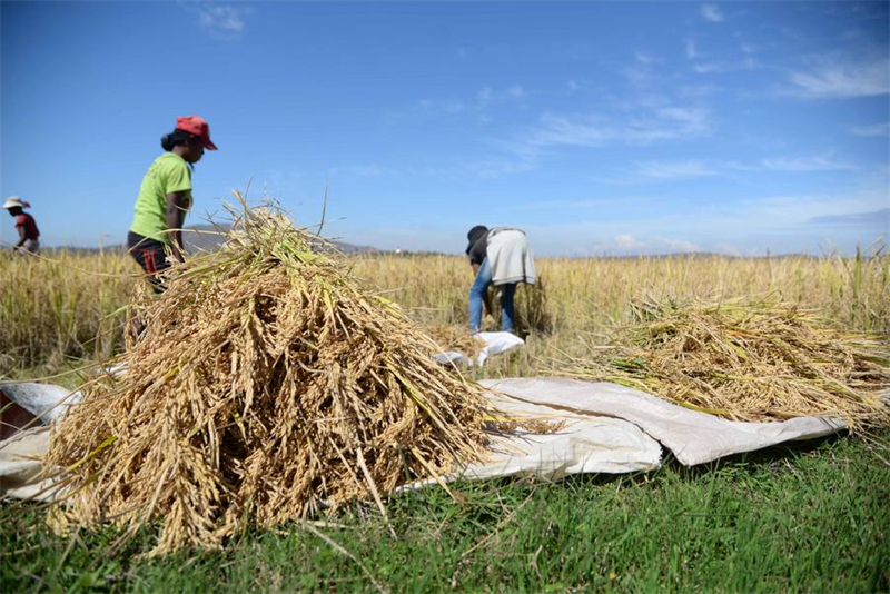 Des agriculteurs locaux récoltent du riz dans les champs du Sous-centre africain du Centre national de recherche et de développement sur le riz hybride de Chine, à Mahitse, à Madagascar, le 12 mai 2023. (Sitraka Rajaonarison / Xinhua)