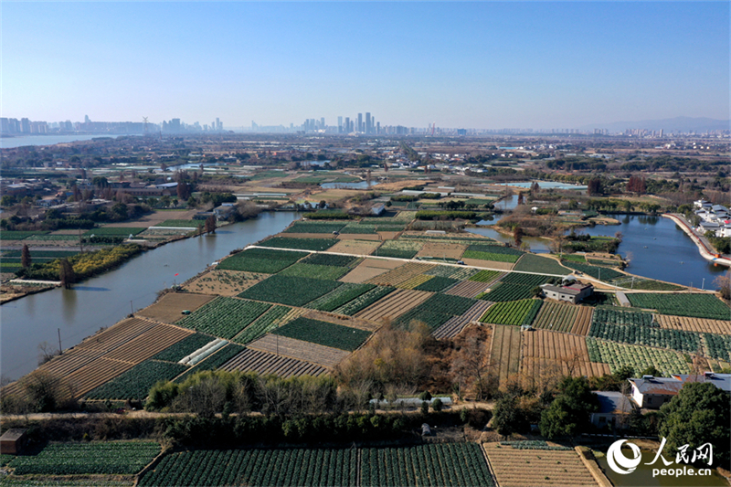 Jiangxi : la luxuriante verdure de la base de légumes de Nanchang