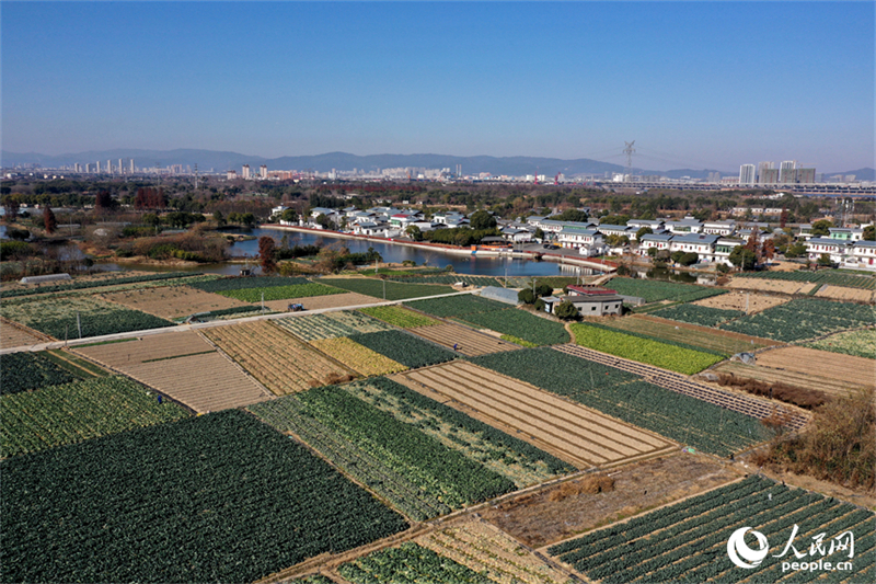 Jiangxi : la luxuriante verdure de la base de légumes de Nanchang