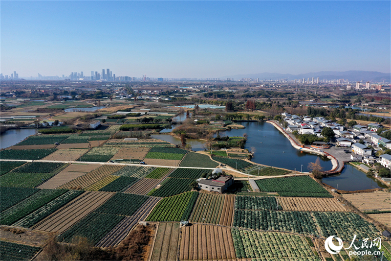 Jiangxi : la luxuriante verdure de la base de légumes de Nanchang