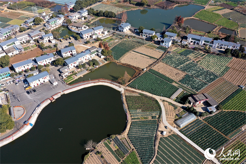 Jiangxi : la luxuriante verdure de la base de légumes de Nanchang