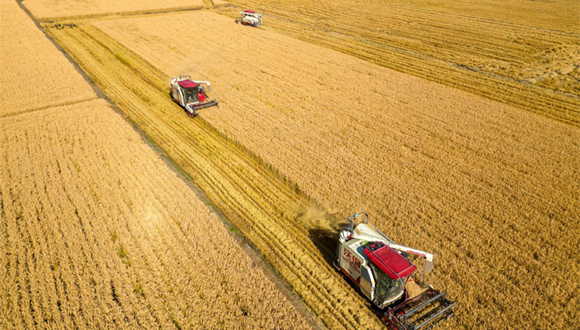 De nouvelles forces productives de qualité dans l'agriculture soulignées dans un projet politique                    Le gouvernement central chinois a dévoilé un plan politique appelant au développement de nouvelles forces productives de qualité dans le secteur agricole, un concept qui comprend l'accélération des percées dans les technologies clés et la promotion des principales entreprises en sciences et technologies agricoles.