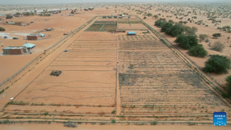 Comment les techniques de contrôle du désert chinoises stimulent les efforts d'écologisation de la Mauritanie