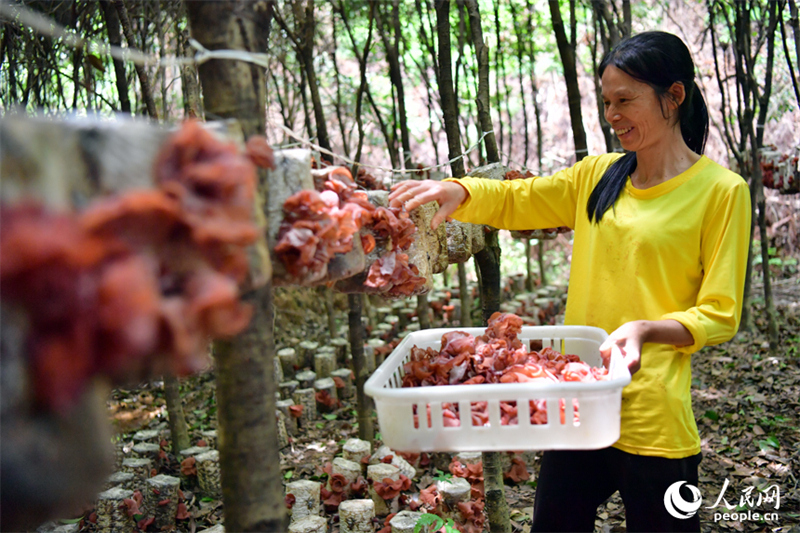 Jiangxi : les forêts stimulent la croissance économique à Guangchang