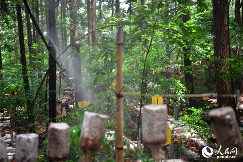 Jiangxi : les forêts stimulent la croissance économique à Guangchang