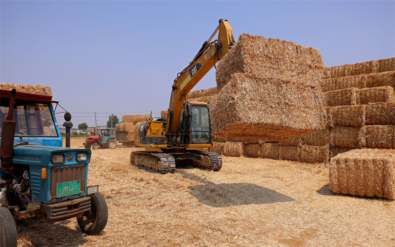 Shandong : la production agricole de la saison des « trois étés » bat son plein à Zaozhuang