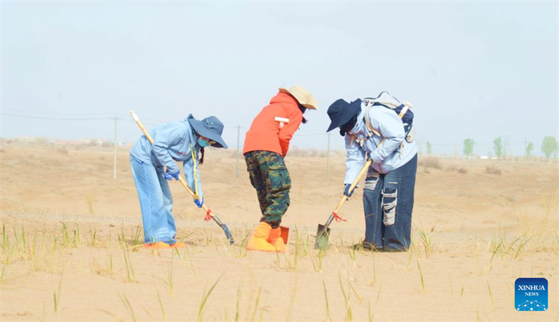 Gansu : les nouveaux points de crédit de plantation d'arbres alimentent des « livrets verts »