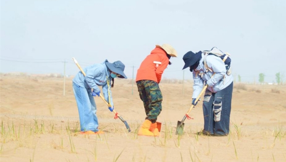 Gansu : les nouveaux points de crédit de plantation d'arbres alimentent des « livrets verts »                    Ce jour-là, dans la base forestière publique écologique de Zhonglin, dans le comté de Minqin de la province du Gansu (nord-ouest de la Chine), les bénévoles arrosaient des saxaouls nouvellement plantés tout en montrant leurs points de crédit de service sur leurs smartphones.