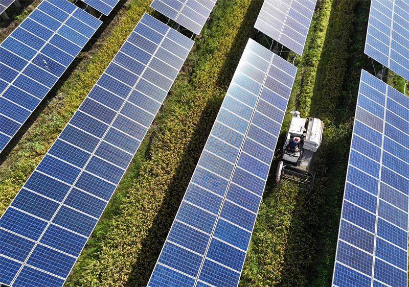 Zhejiang : la récolte du riz sous les panneaux photovoltaïques à Yueqing