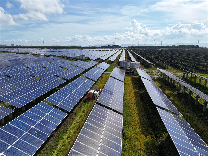Zhejiang : la récolte du riz sous les panneaux photovoltaïques à Yueqing