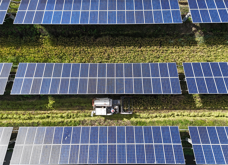Zhejiang : la récolte du riz sous les panneaux photovoltaïques à Yueqing