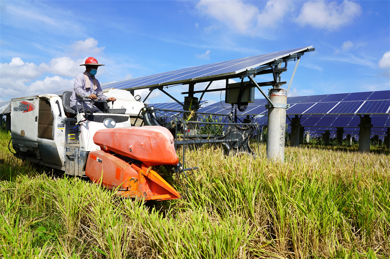Zhejiang : la récolte du riz sous les panneaux photovoltaïques à Yueqing