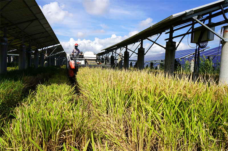 Zhejiang : la récolte du riz sous les panneaux photovoltaïques à Yueqing