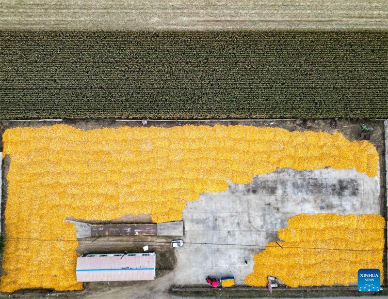 Jilin :  une « nouvelle agricultrice » dynamise la revitalisation rurale grâce à de nouveaux modèles