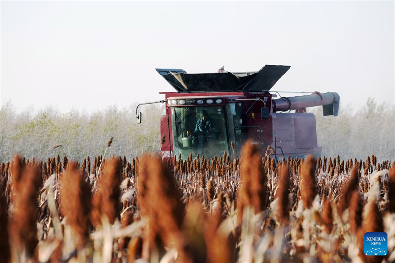 Heilongjiang :  la saison des récoltes d'automne a commencé