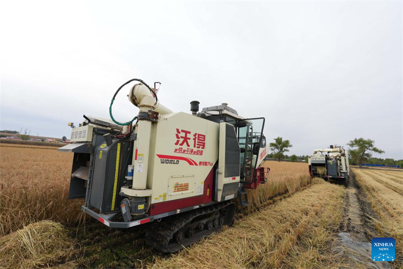 Heilongjiang :  la saison des récoltes d'automne a commencé