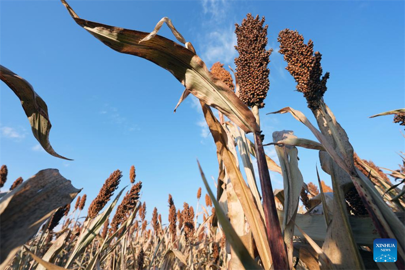 Heilongjiang :  la saison des récoltes d'automne a commencé