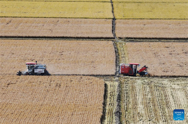 Heilongjiang :  la saison des récoltes d'automne a commencé