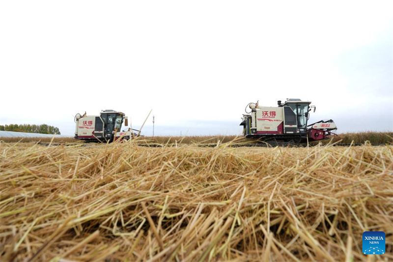 Heilongjiang :  la saison des récoltes d'automne a commencé