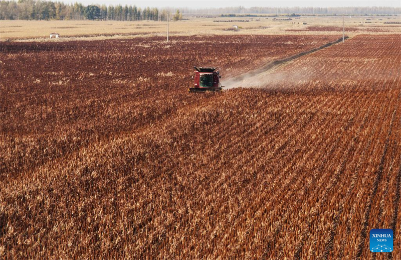 Heilongjiang :  la saison des récoltes d'automne a commencé