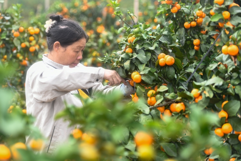 Hunan : une récolte de mandarines exceptionnelle dans le comté de Daoxian