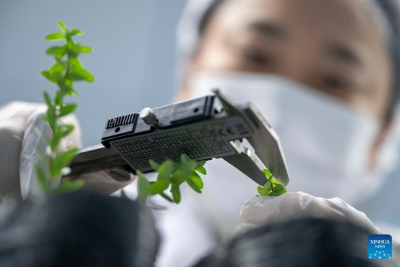 Heilongjiang :  l'industrie de la canneberge prospère à Fuyuan