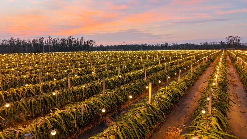 Guangxi : la base éclairée de culture de fruits du dragon de Hepu