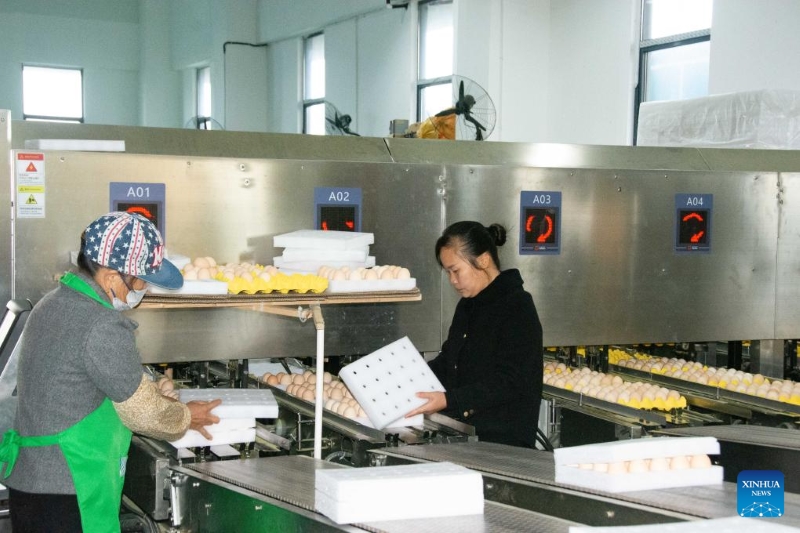 Hunan : le district de Lengshuitan stimule le développement d'élevages de poules pondeuses