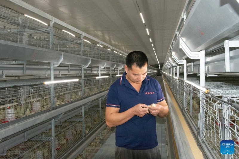 Hunan : le district de Lengshuitan stimule le développement d'élevages de poules pondeuses